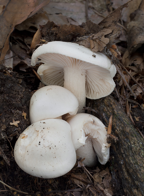 Hygrophorus penarius